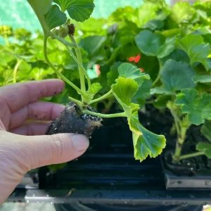 Geranium Live Plant - Healthy Well-Rooted Starter Plugs - Easy Care Flowering Plant for Indoor/Outdoor - Image 6