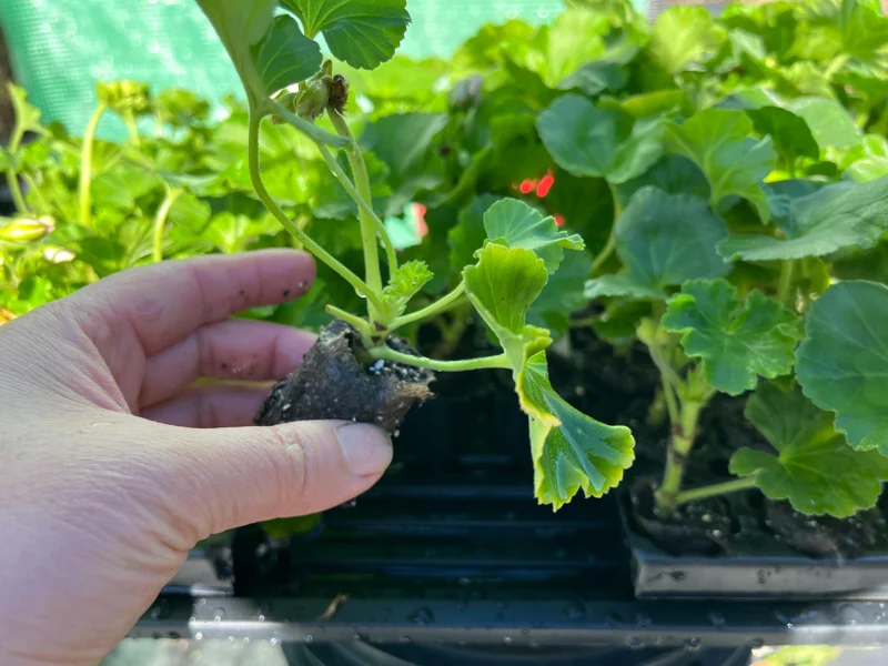 Geranium Live Plant - Healthy Well-Rooted Starter Plugs - Easy Care Flowering Plant for Indoor/Outdoor - Image 6