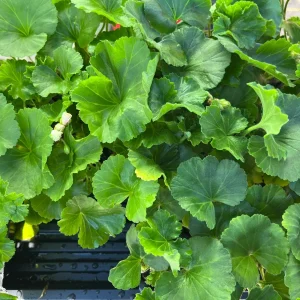 Geranium Live Plant - Healthy Well-Rooted Starter Plugs - Easy Care Flowering Plant for Indoor/Outdoor - Image 7