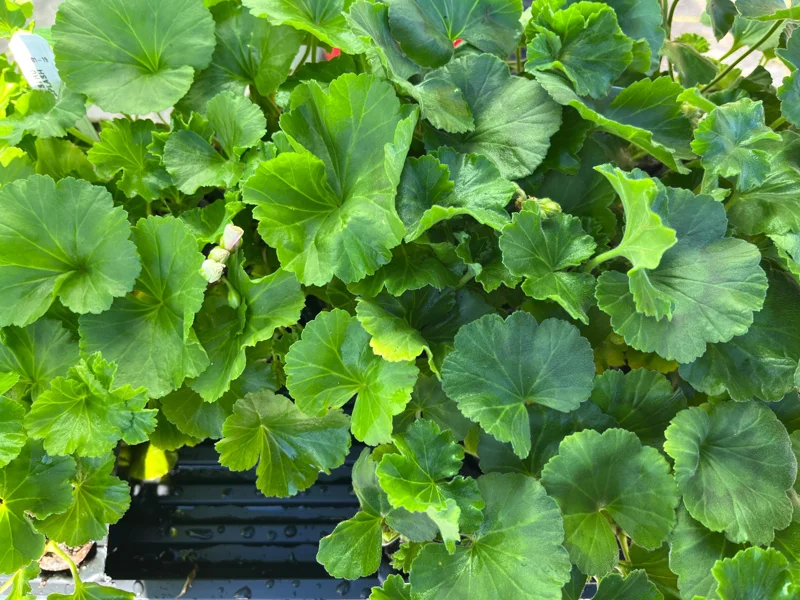 Geranium Live Plant - Healthy Well-Rooted Starter Plugs - Easy Care Flowering Plant for Indoor/Outdoor - Image 7