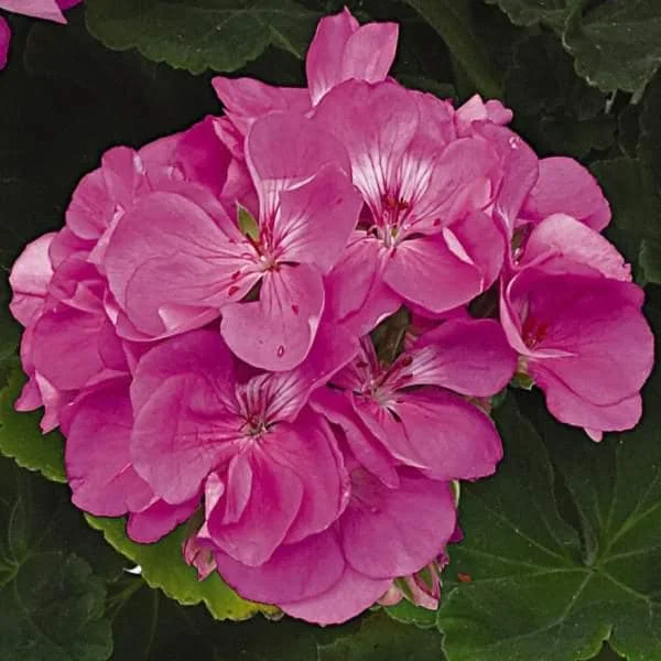 Geranium Live Plant - Healthy Well-Rooted Starter Plugs - Easy Care Flowering Plant for Indoor/Outdoor - Image 9