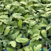 German Johnson Heirloom Tomato Live Plants, 2-Pack, 6-10 in Tall, Outdoor - Image 1