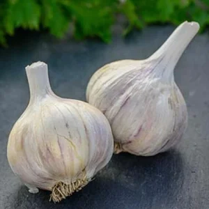 German Red Garlic Seeds - 500+ Non-GMO Seeds for Planting - Fast Growing, Perennial - Image 2