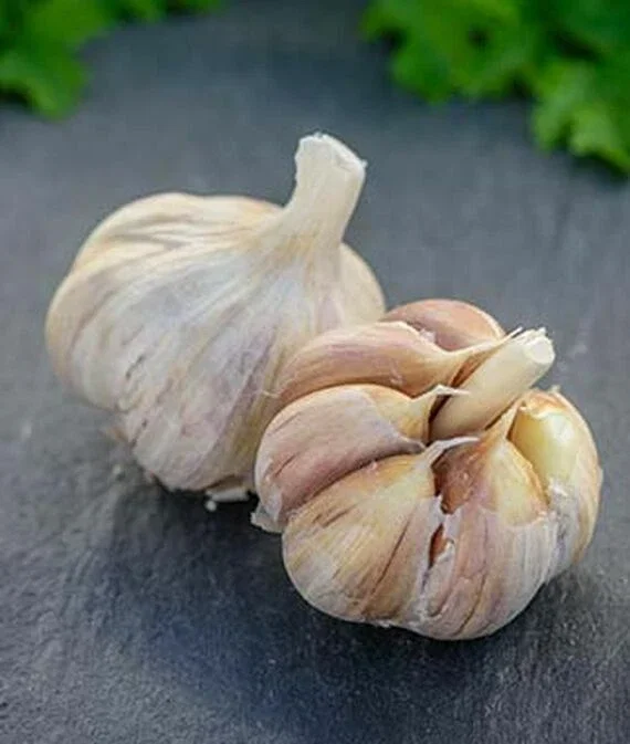 German Red Garlic Seeds - 500+ Non-GMO Seeds for Planting - Fast Growing, Perennial - Image 3