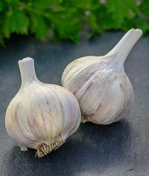German Red Garlic Seeds - 500+ Non-GMO Seeds for Planting - Fast Growing, Perennial - Image 4