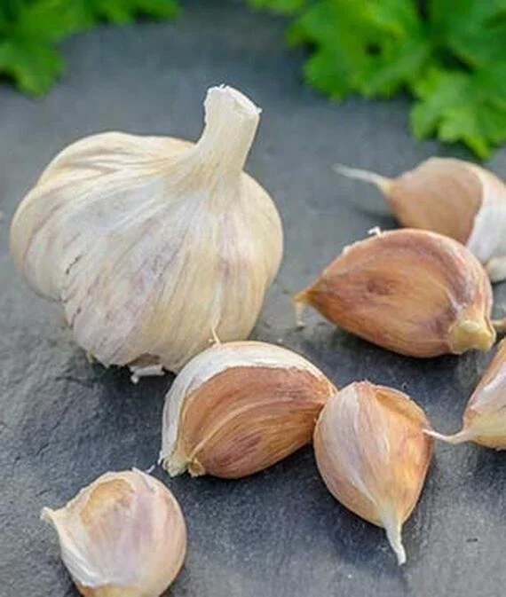 German Red Garlic Seeds - 500+ Non-GMO Seeds for Planting - Fast Growing, Perennial - Image 5