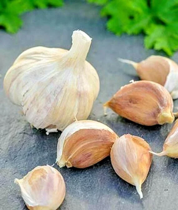 German Red Garlic Seeds - 500+ Non-GMO Seeds for Planting - Fast Growing, Perennial - Image 1