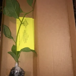 Giant Granadilla Passion Fruit Live Plant - Edible Vine for Indoor/Outdoor - Image 2