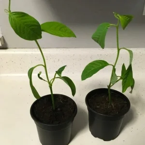 Giant Granadilla Passion Fruit Live Plant - Edible Vine for Indoor/Outdoor - Image 3