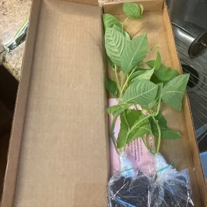Giant Granadilla Passion Fruit Live Plant - Edible Vine for Indoor/Outdoor - Image 4