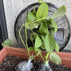 Giant Granadilla Passion Fruit Live Plant - Edible Vine for Indoor/Outdoor - Image 5