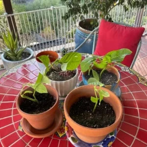 Giant Granadilla Passion Fruit Live Plant - Edible Vine for Indoor/Outdoor - Image 6
