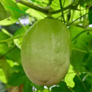 Giant Granadilla Passion Fruit Live Plant - Edible Vine for Indoor/Outdoor - Image 1
