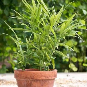 Ginger Live Plant – Organic Ginger Starter Plant – 4-8 inches tall – Culinary Herb - Image 1
