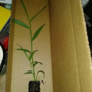 Ginger Live Plant – Organic Ginger Starter Plant – 4-8 inches tall – Culinary Herb - Image 2