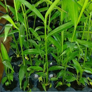 Ginger Live Plant – Organic Ginger Starter Plant – 4-8 inches tall – Culinary Herb - Image 3