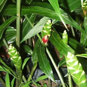 Ginger Live Plant – Organic Ginger Starter Plant – 4-8 inches tall – Culinary Herb - Image 7