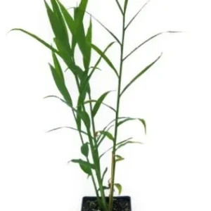 Ginger Live Plant – Organic Ginger Starter Plant – 4-8 inches tall – Culinary Herb - Image 8