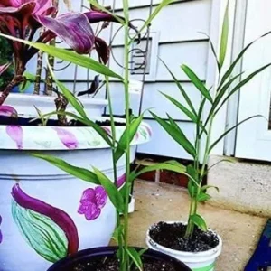 Ginger Live Plant – Organic Ginger Starter Plant – 4-8 inches tall – Culinary Herb - Image 9