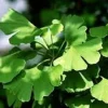Ginkgo Biloba Maidenhair Tree Live Plant - Starter - Approx 5-7 Inch Tall - Image 1