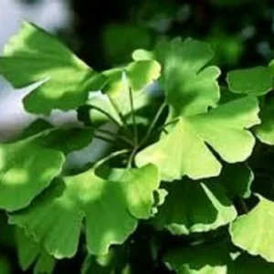 Ginkgo Biloba Maidenhair Tree Live Plant - Starter - Approx 5-7 Inch Tall - Image 1