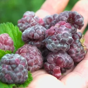 Glencoe Raspberry Live Plant - 3-6