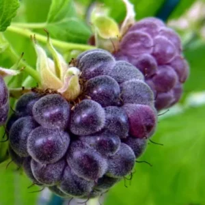 Glencoe Raspberry Live Plant - 3-6