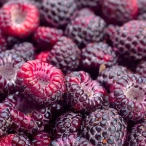 Glencoe Raspberry Live Plant - 3-6