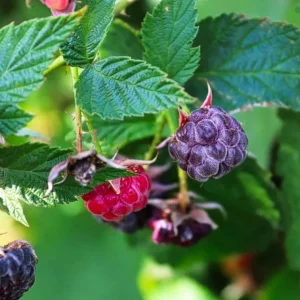 Glencoe Raspberry Live Plant - 3-6