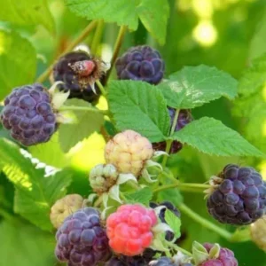 Glencoe Raspberry Live Plant - 3-6