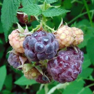 Glencoe Raspberry Live Plant - 3-6