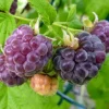 Glencoe Raspberry Live Plant - 3-6" Tall - Thornless Purple Raspberry Bush - Image 1