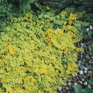 Golden Creeping Jenny Live Plant – Lysimachia nummularia 'Aurea' – Ground Cover - Image 10
