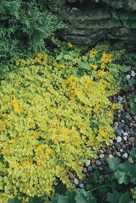 Golden Creeping Jenny Live Plant – Lysimachia nummularia 'Aurea' – Ground Cover - Image 10