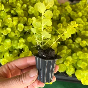 Golden Creeping Jenny Live Plant – Lysimachia nummularia 'Aurea' – Ground Cover - Image 2