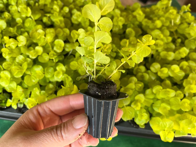 Golden Creeping Jenny Live Plant – Lysimachia nummularia 'Aurea' – Ground Cover - Image 2