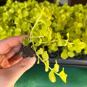 Golden Creeping Jenny Live Plant – Lysimachia nummularia 'Aurea' – Ground Cover - Image 3