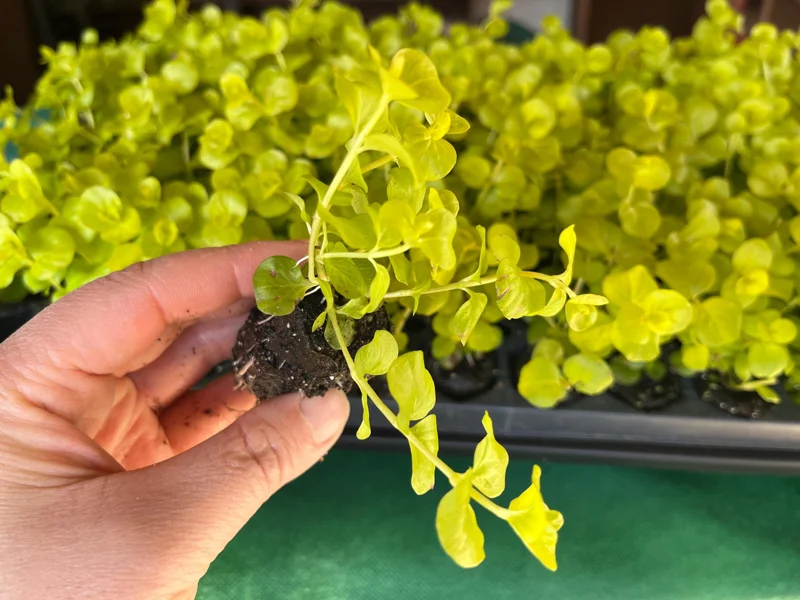 Golden Creeping Jenny Live Plant – Lysimachia nummularia 'Aurea' – Ground Cover - Image 3