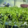 Golden Creeping Jenny Live Plant – Lysimachia nummularia 'Aurea' – Ground Cover - Image 1