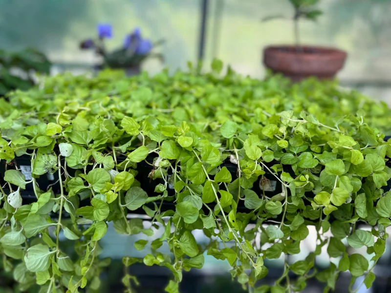 Golden Creeping Jenny Live Plant – Lysimachia nummularia 'Aurea' – Ground Cover - Image 1