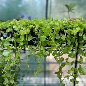 Golden Creeping Jenny Live Plant – Lysimachia nummularia 'Aurea' – Ground Cover - Image 5