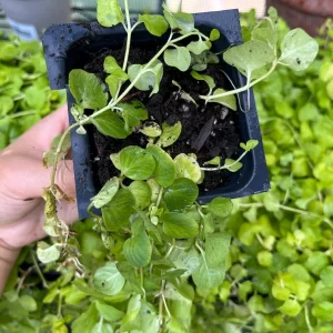 Golden Creeping Jenny Live Plant – Lysimachia nummularia 'Aurea' – Ground Cover - Image 8