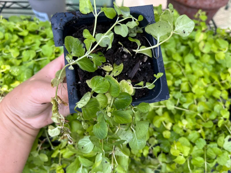 Golden Creeping Jenny Live Plant – Lysimachia nummularia 'Aurea' – Ground Cover - Image 8