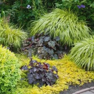 Golden Creeping Jenny Live Plant – Lysimachia nummularia 'Aurea' – Ground Cover - Image 9