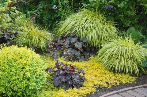 Golden Creeping Jenny Live Plant – Lysimachia nummularia 'Aurea' – Ground Cover - Image 9