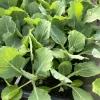 Golden Cross Cabbage Live Plants - 4 Pack, 6 inch Seedlings for Outdoor Garden - Image 1