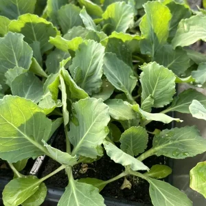 Golden Cross Cabbage Live Plants - 4 Pack, 6 inch Seedlings for Outdoor Garden - Image 1