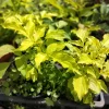 Golden Elderberry Live Plant – 4 inch Pot – Hardy Fruit Shrub for Edible Gardens - Image 1