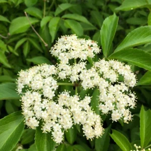 Golden Elderberry Live Plant – 4 inch Pot – Hardy Fruit Shrub for Edible Gardens - Image 4