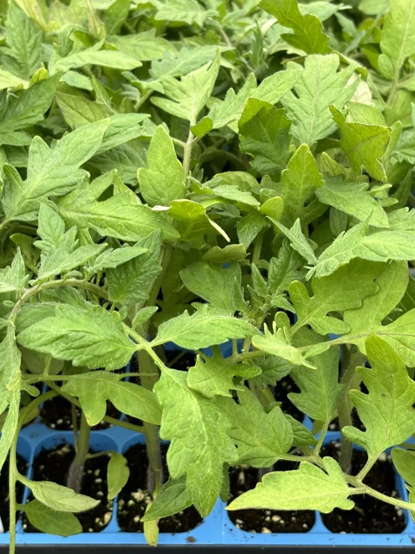 Goliath Tomato Live Plant 2 Pack, 6-10 Inch Tall, 60+ Days Old, Outdoor Vegetable - Image 1